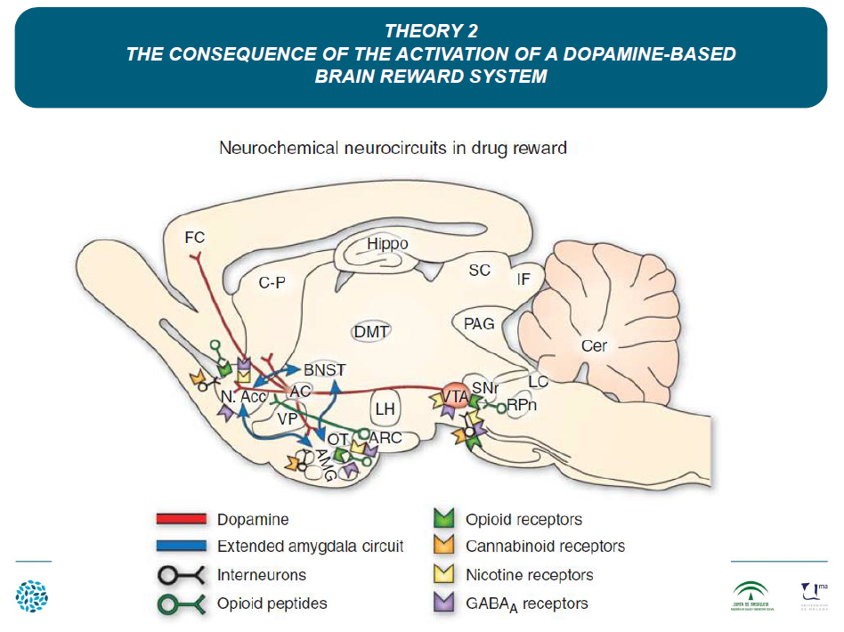 19 Neuro pic